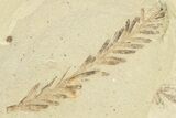 Shale With Dawn Redwood (Metasequoia) Fossils - Montana #356496-3